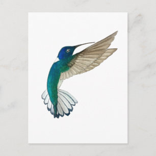 Carte Postale Colibri à gorge blanche