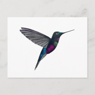 Carte Postale Colibri à gorge bleue