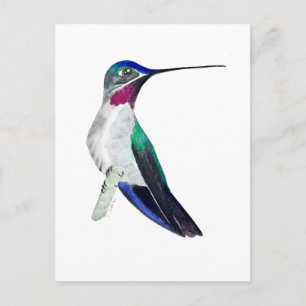 Carte Postale Colibri à gorge étoilée à bec long