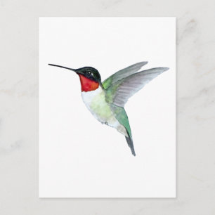 Carte Postale Colibri à gorge rubis