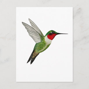 Carte Postale Colibri à gorge rubis