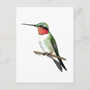 Carte Postale Colibri à gorge rubis