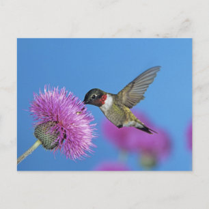Carte Postale Colibri à gorge rubis