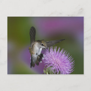 Carte Postale Colibri à gorge rubis en vol au chardon