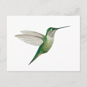 Carte Postale Colibri à gorge rubis femelle