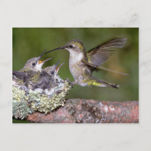 Carte Postale Colibri à gorge rubis (femelle) avec jeunes