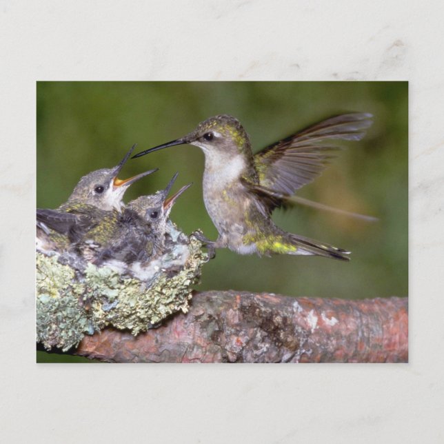 Carte Postale Colibri à gorge rubis (femelle) avec jeunes (Devant)