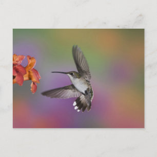 Carte Postale Colibri à gorge rubis femelle en vol