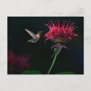 Carte Postale Colibri à gorge rubis sur le baume des abeilles