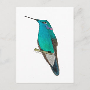 Carte Postale Colibri à joues violettes mexicain