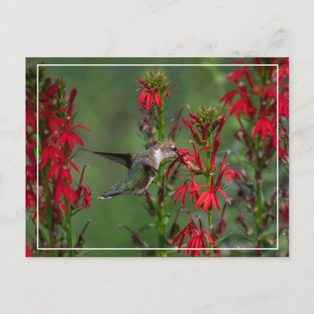 Carte Postale Colibri À La Fleur Cardinale (Devant)