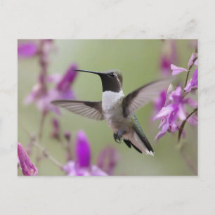 Carte Postale Colibri à manne noire en vol
