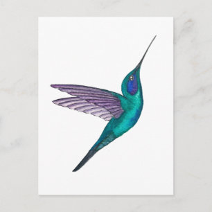 Carte Postale Colibri à oreilles violettes mexicain