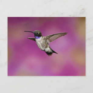 Carte Postale Colibri à poitrine noire, Archilochus