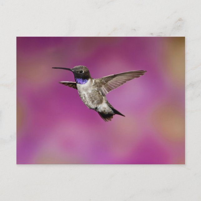 Carte Postale Colibri à poitrine noire, Archilochus (Devant)