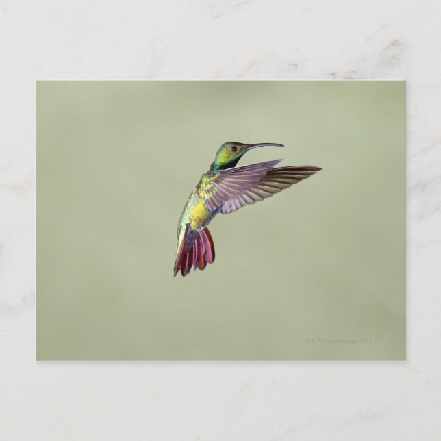 Carte Postale Colibri à poitrine verte Anthracocorax 2 (Devant)