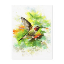 Colibri à queue large