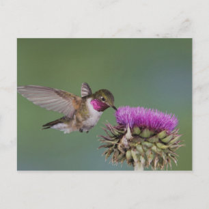 Carte Postale Colibri à queue large, Selasphorus
