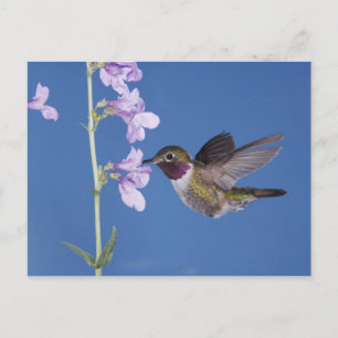 Carte Postale Colibri à queue large, Selasphorus
