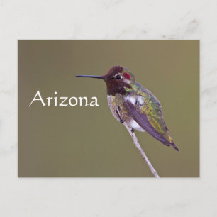 Carte Postale Colibri au repos, Arizona