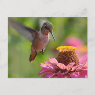 Carte Postale Colibri avec Zinnias
