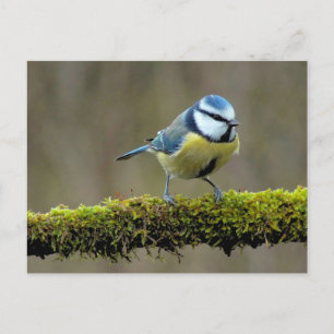 Carte Postale Colibri bleu