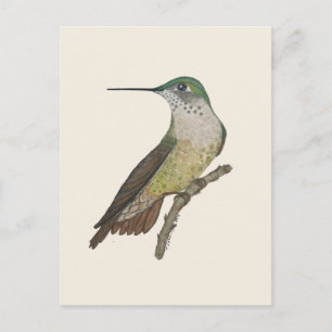 Carte Postale Colibri Calliope femelle