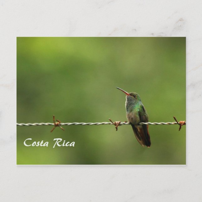 Carte postale Colibri Costa Rica (Devant)