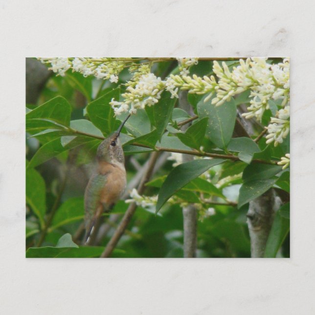 Carte postale Colibri d'Allen (Devant)