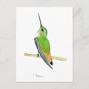Carte Postale Colibri d'Allen