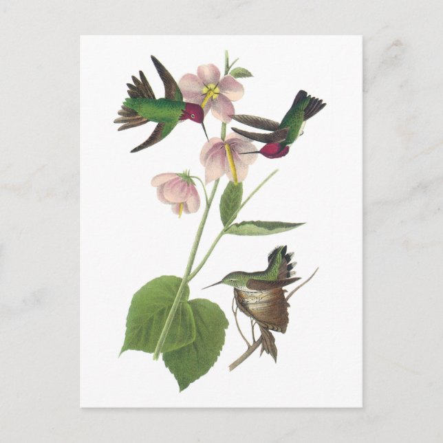 Carte Postale Colibri d'Anna par Audubon (Devant)