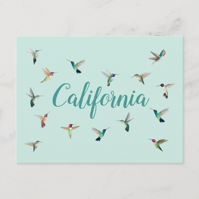 Carte Postale Colibri de Californie (Devant)