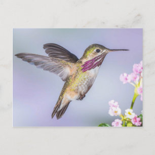 Carte Postale Colibri de Calliope volant en violet et rose
