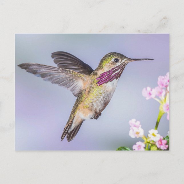 Carte Postale Colibri de Calliope volant en violet et rose (Devant)
