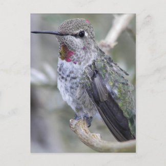Carte Postale Colibri de jardin
