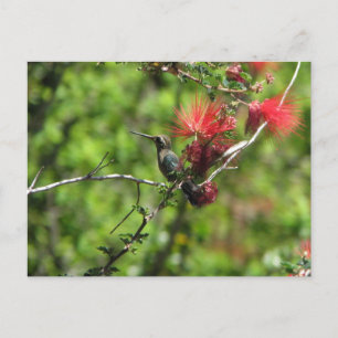 Carte Postale Colibri de l'Arizona