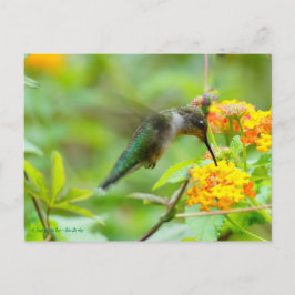Carte Postale Colibri d'été