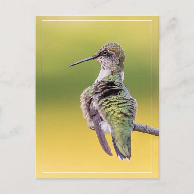Carte Postale Colibri en alerte (Devant)