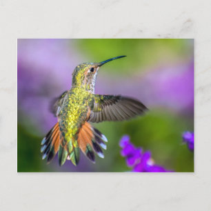 Carte Postale Colibri en fleurs violettes