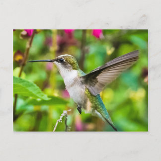 Carte Postale Colibri en vol