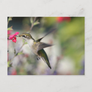 Carte Postale Colibri en vol
