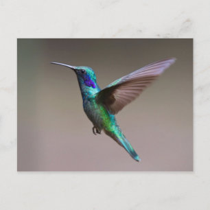 Carte Postale Colibri en vol