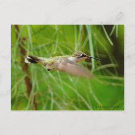 Carte Postale Colibri en vol