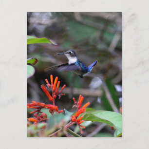 Carte Postale Colibri en vol et fleurs rouges