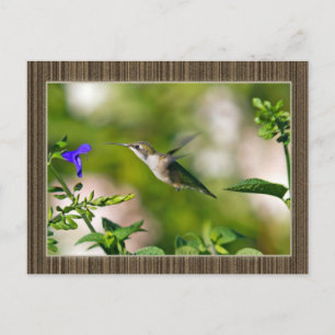 Carte Postale Colibri encadré