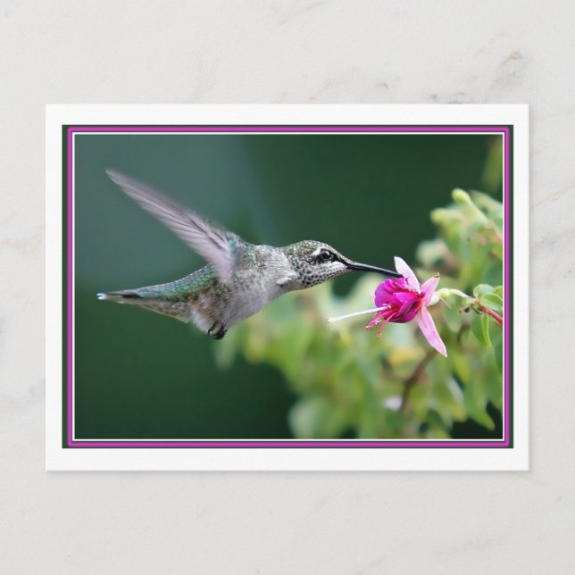 Carte Postale Colibri Et Fuchsia (Devant)