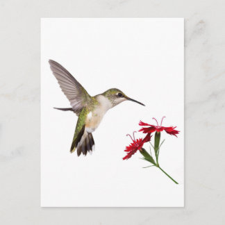 Carte Postale Colibri et un Dianthus rouge