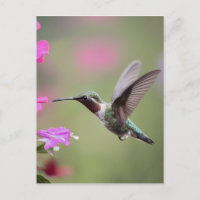 Colibri gracieux - Photographie de la nature
