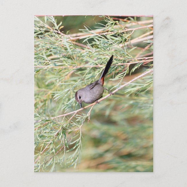 Carte Postale Colibri gris (Devant)