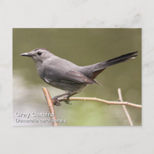 Carte Postale Colibri gris